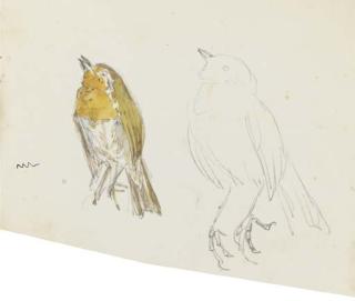 Helen Beatrix Potter - Studies of The Robin In The Tale of Peter Rabbit (Recto) And A Microscopic Drawing (Verso)