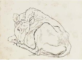 Helen Beatrix Potter - Study of A Calf
