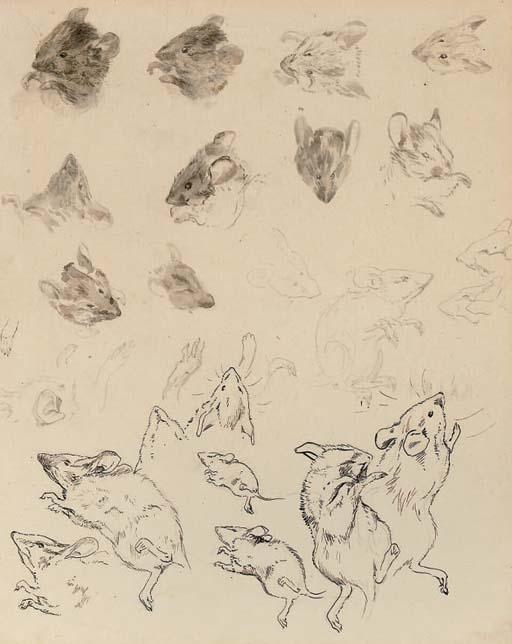 Helen Beatrix Potter - Study of field mice