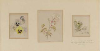 Helen Beatrix Potter - Three Flower Studies of Roses And Pansies