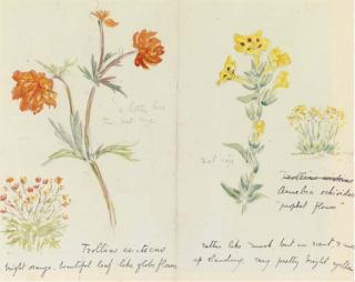 Helen Beatrix Potter - Trollius asiaticus and arnebia echioides \'prophet flower\' recto and Polemonium zepeus verso