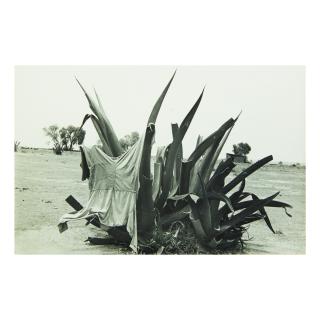Helen Levitt - \'Mexico City\' (Maguey And Laundry)