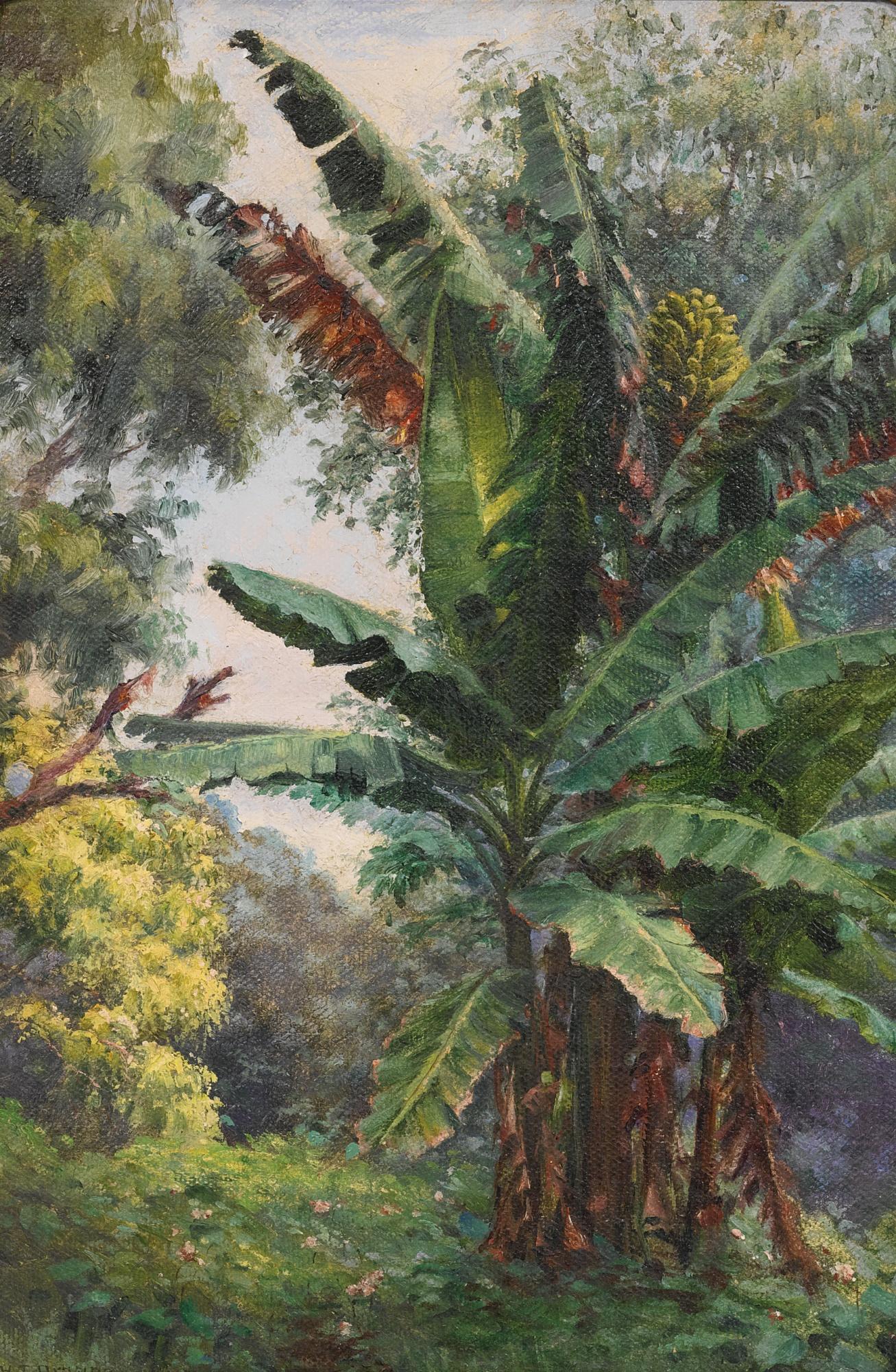 Helen Thomas Dranga - Banana Tree Grove