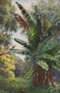 Helen Thomas Dranga - Banana Tree Grove