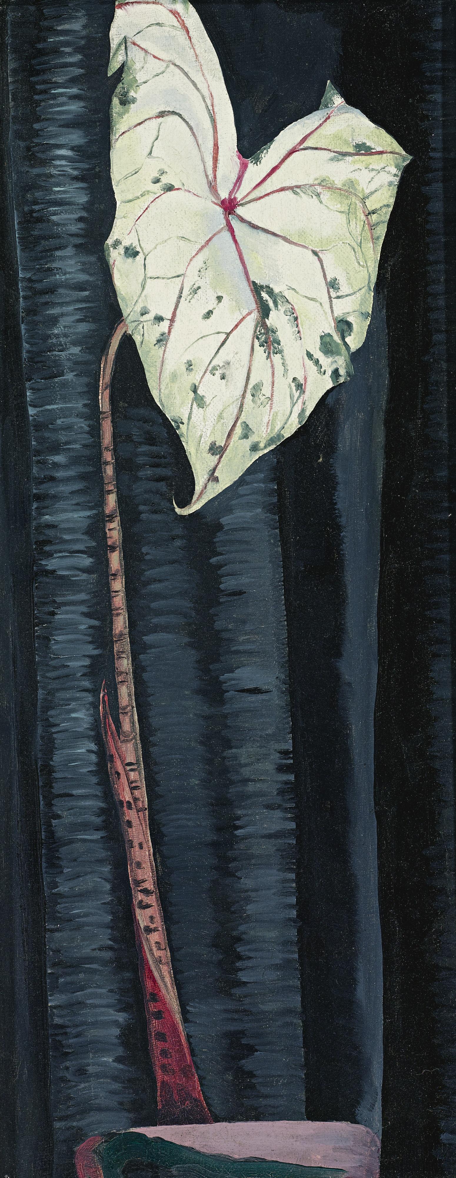 Helen Torr - White Plant