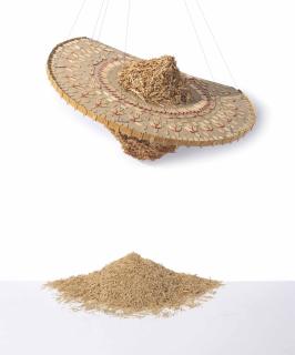 Hema Upadhyay - Derelict