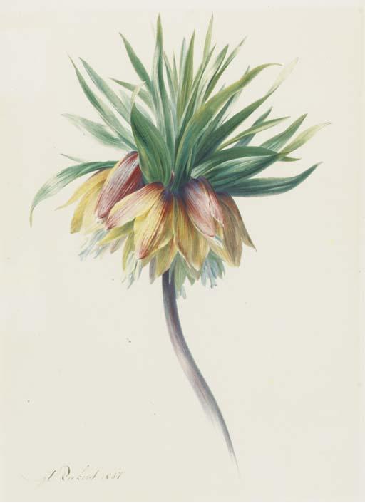 Hendrik Reekers - Fritillaria Imperialis (Crown Imperial)