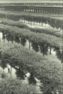 Henri Cartier-Bresson - Gardens of the Palais Royal, Paris
