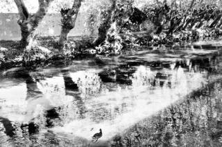 Henri Cartier-Bresson - L\'Île sur la Sorgue