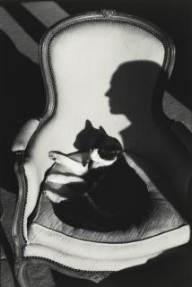 Henri Cartier-Bresson - Our Cat Ulysses And Martine\'S Shadow