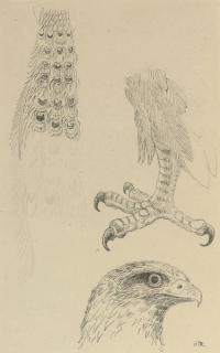 Henri Gaudier-Brzeska - Bird studies