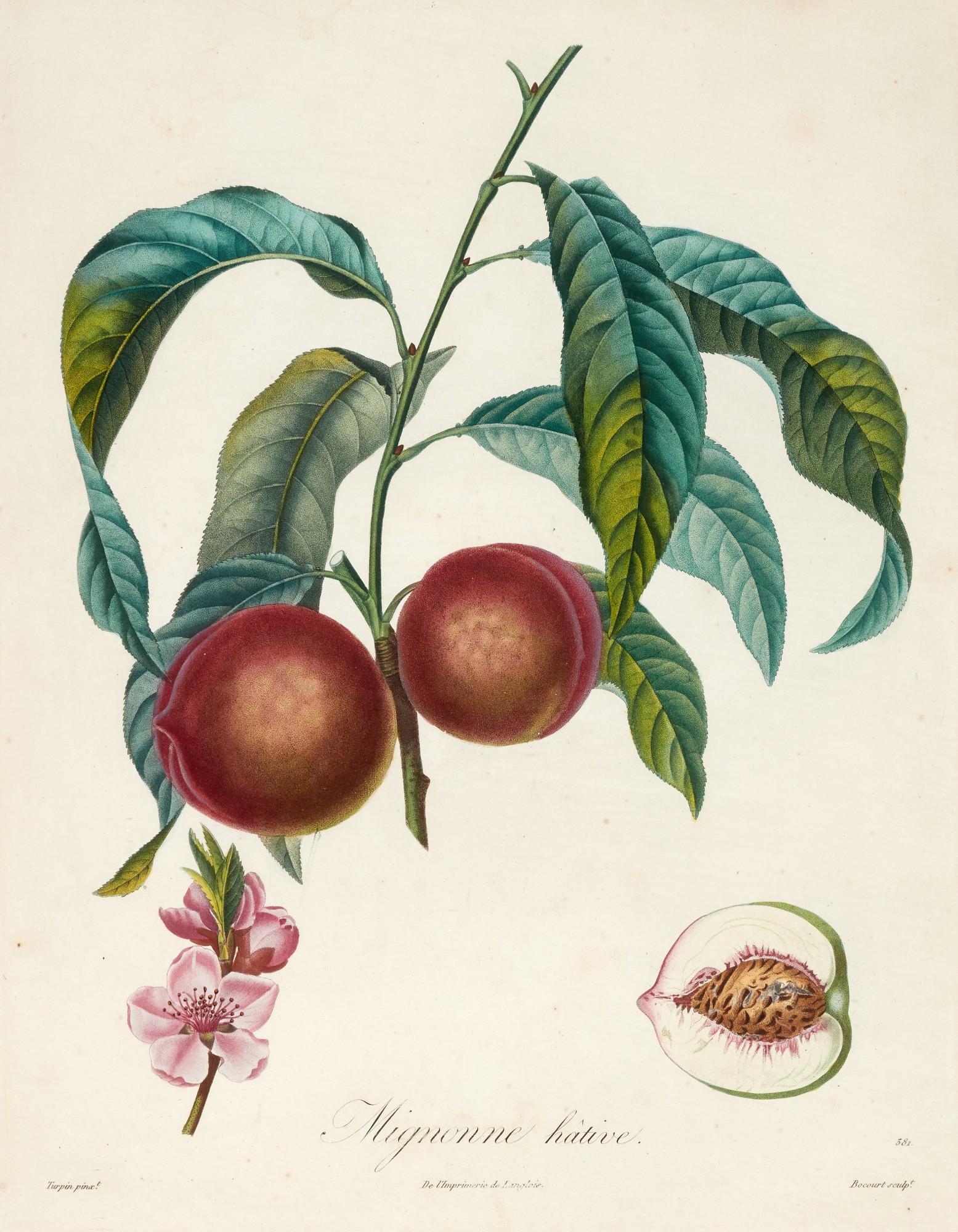 Henri Louis Duhamel du Monceau - Traité des arbres fruitiers, 1808-1835, 6 volumes