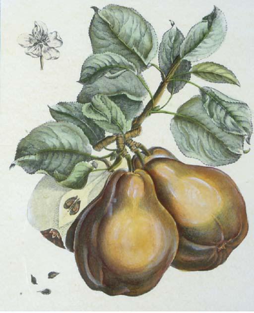 Henri Louis Duhamel-Dumonceau - Fruit Studies: Four Plates