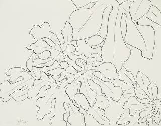 Henri Matisse - Feuilles de figuier