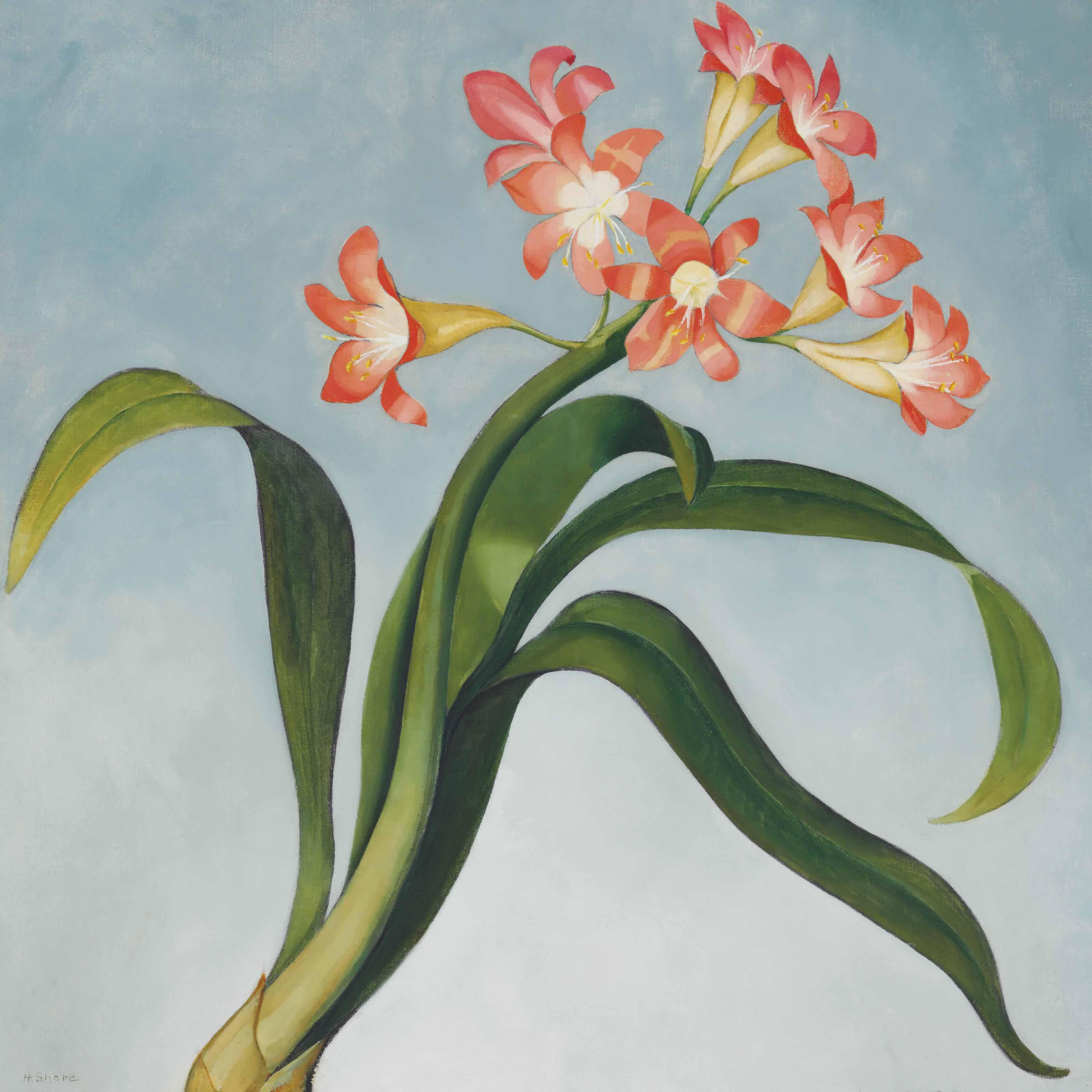 Henrietta M. Shore - Clivia