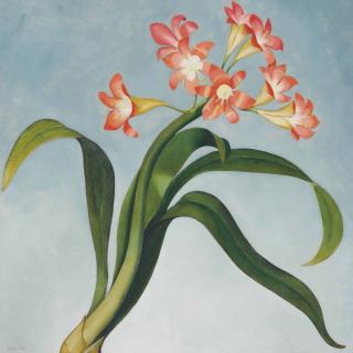 Henrietta M. Shore - Clivia
