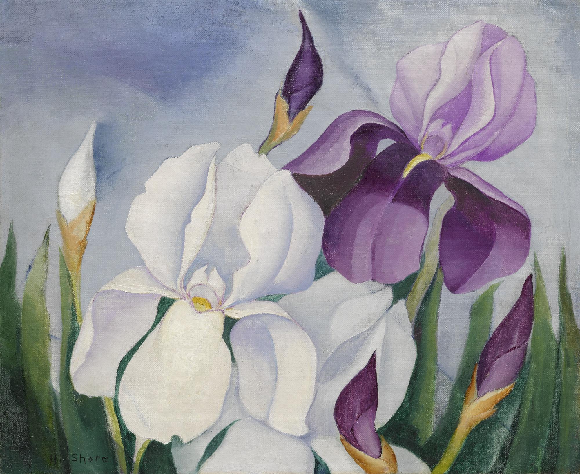 Henrietta Shore - Irises