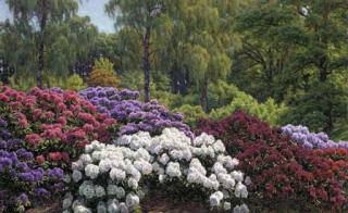 Henrik Gamst Jespersen - A rhododendron garden
