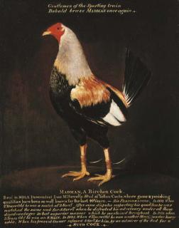 Henry Alken, Sr. - Madman, a Birchen Cock