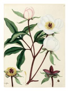Henry Andrews - The botanist\'s repository, London, 1797 [-1812], 10 volumes, green armorial morocco gilt