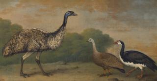 Henry Bernard Chalon - An Emu, A Cape Barren Goose And A Magpie Goose, In A Landscape