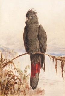 Henry Bright - Australian red-tailed black cockatoo