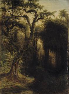 Henry Cleenewerck - Rainforest above Santiago de Cuba