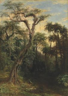 Henry Cleenewerck - The Cuban Rainforest
