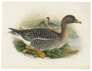 Henry Constantine Richter - Bean Goose (Anser)