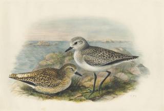 Henry Constantine Richter - Black-Bellied Plover; Squatarola Helvetica; Pluvialis Squatarola (Linnaeus)