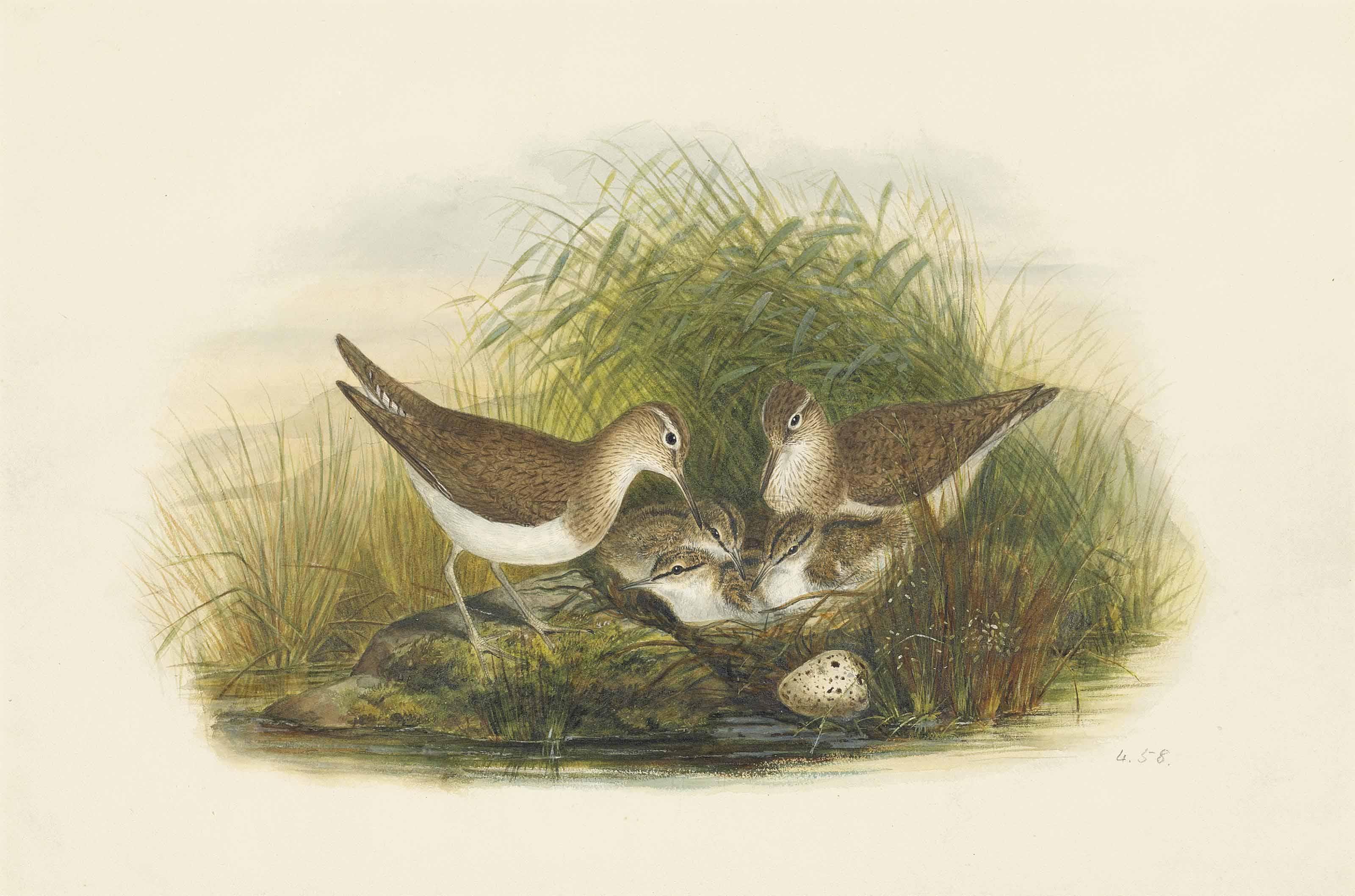 Henry Constantine Richter - Common Sandpiper; Actitis Hypoleucos; Tringa Hypoleucos (Linnaeus)