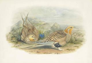 Henry Constantine Richter - Pallas\'S Sandgrouse, Syrrhaptes Paradoxus (Pallas)