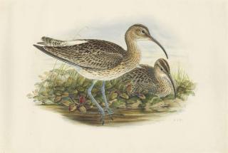 Henry Constantine Richter - Wimbrel; Numenius Phaeopus; Numenius Phaeopus (Linnaeus)