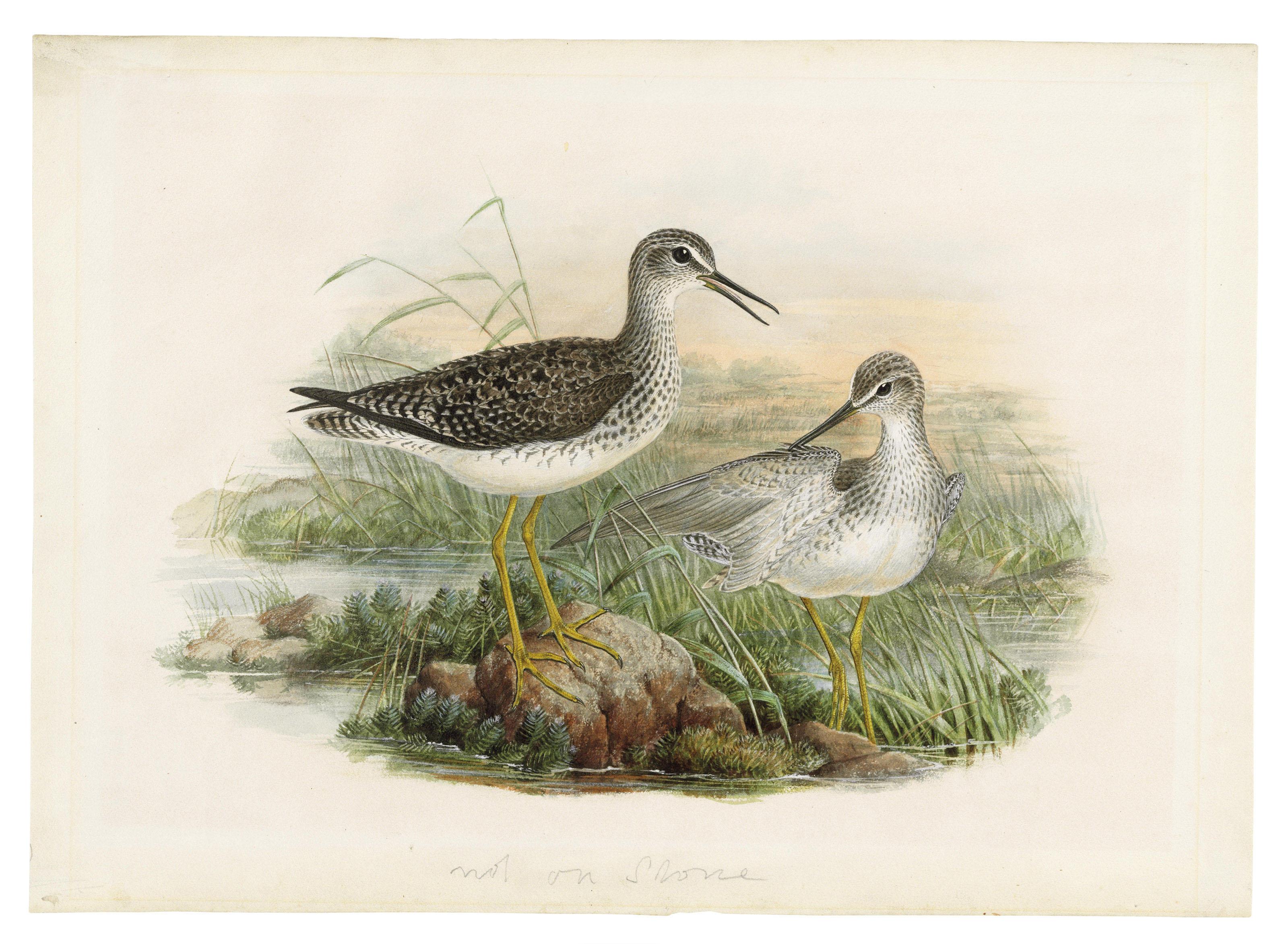 Henry Constantine Richter - Wood sandpipers (Tringa glareola)