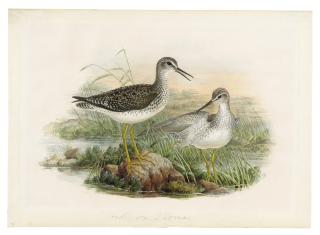 Henry Constantine Richter - Wood sandpipers (Tringa glareola)