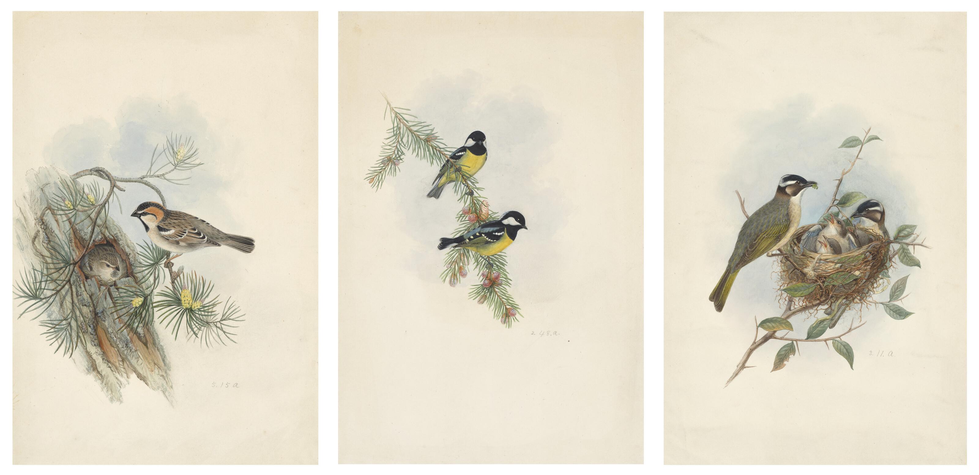 Henry Constantine Richter - Yellow-bellied Tit Parus venustulus; Chinese (Light-vented) Bulbul Ixus sinensis; and Saxaul Sparrow Passer ammodendri