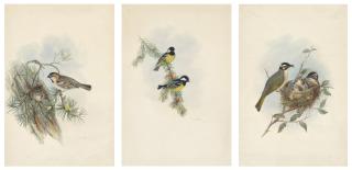 Henry Constantine Richter - Yellow-bellied Tit Parus venustulus; Chinese (Light-vented) Bulbul Ixus sinensis; and Saxaul Sparrow Passer ammodendri