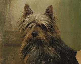 Henry Crowther - A Yorkshire Terrier