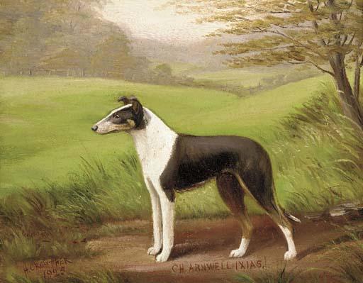 Henry Crowther - Charnwell Ixias