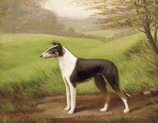 Henry Crowther - Charnwell Ixias