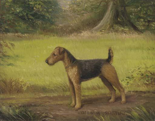 Henry Crowther - Underbank Startler, a terrier