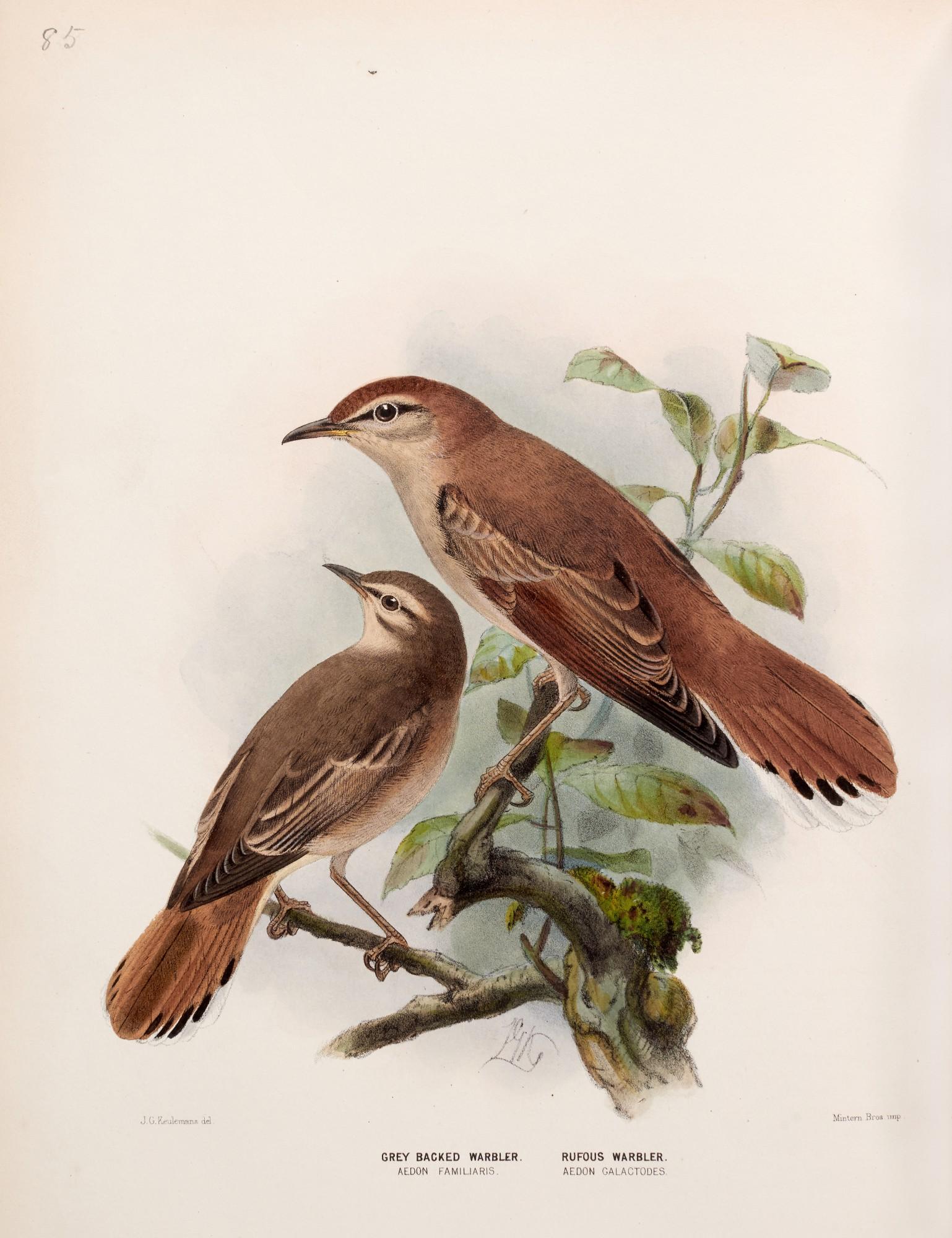 Henry Eeles Dresser - A history of the birds in Europe, 1871 [-1882]