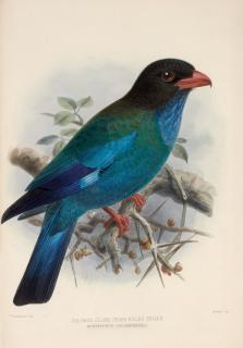 Henry Eeles Dresser - A monograph of the coraciidae, 1893