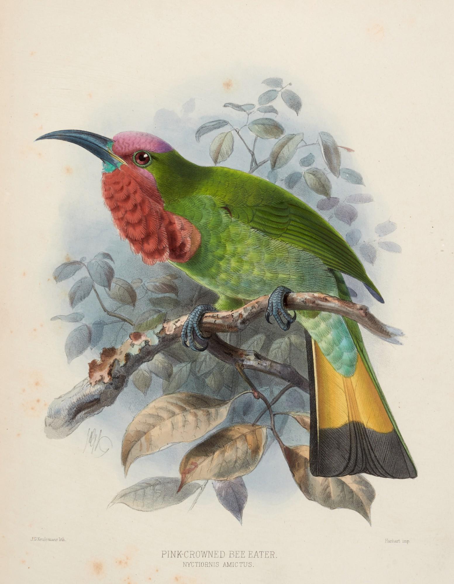 Henry Eeles Dresser - A monograph of the meropidae, or family of bee-eaters, 1884-1886