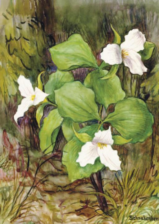 Henry Ernest Schnakenberg - Trillium