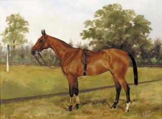 Henry Frederick Lucas-Lucas - Magnet, a saddled chestnut polo pony