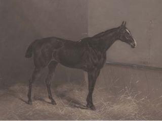 Henry Frederick Lucas-Lucas - Ringlet A Dark Brown Racehorse In A Stable