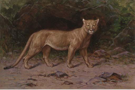 Henry Raschen - A Puma In A Woodland Glade