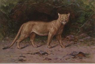 Henry Raschen - A Puma In A Woodland Glade