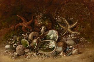 Henry Raschen - Still Life with Seashells